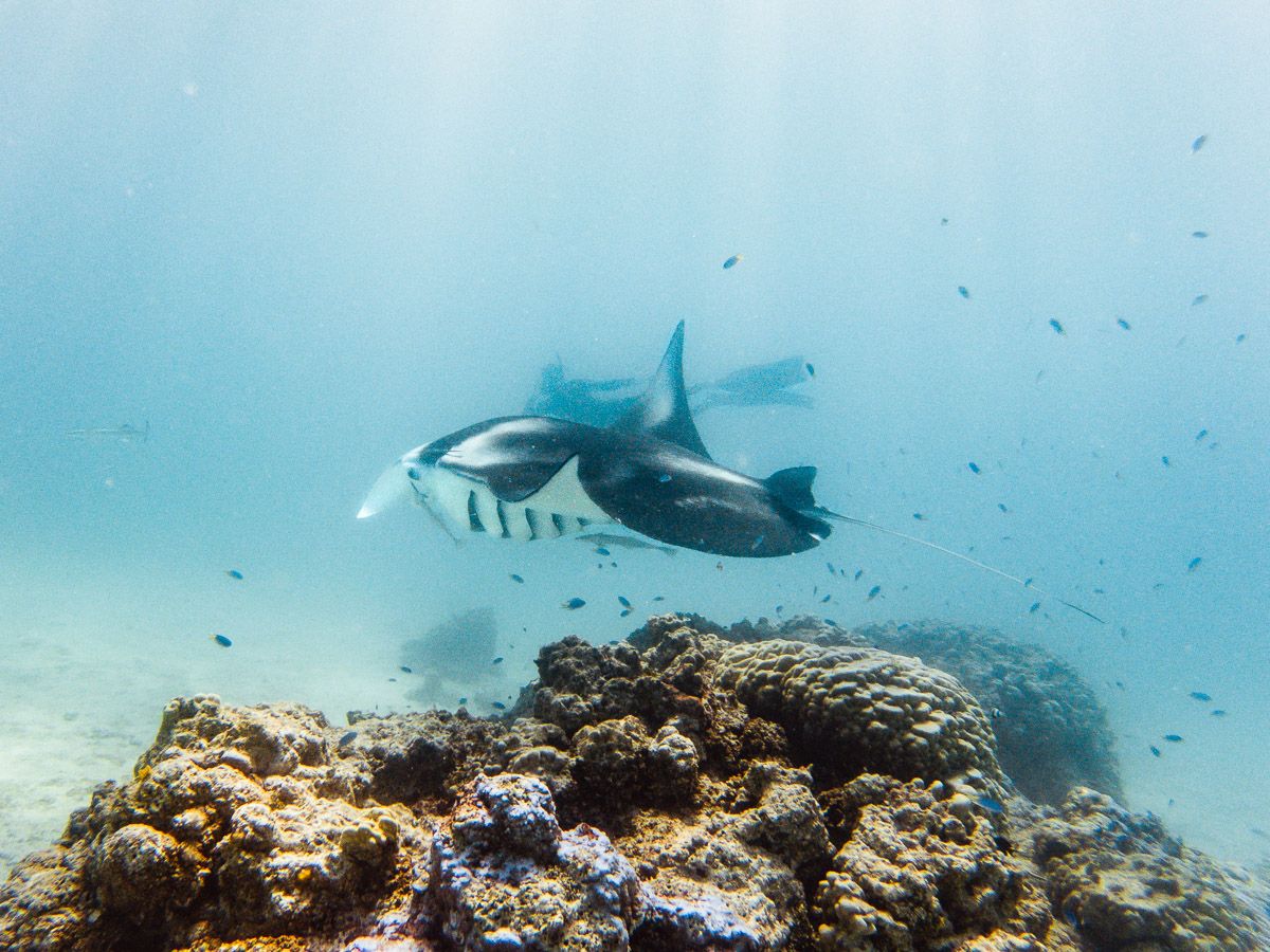 freediving with manta rays in the south pacific