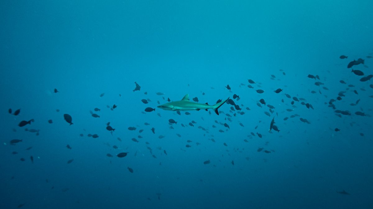 Diving in fakarava with sharks from Sailboat Curiosity