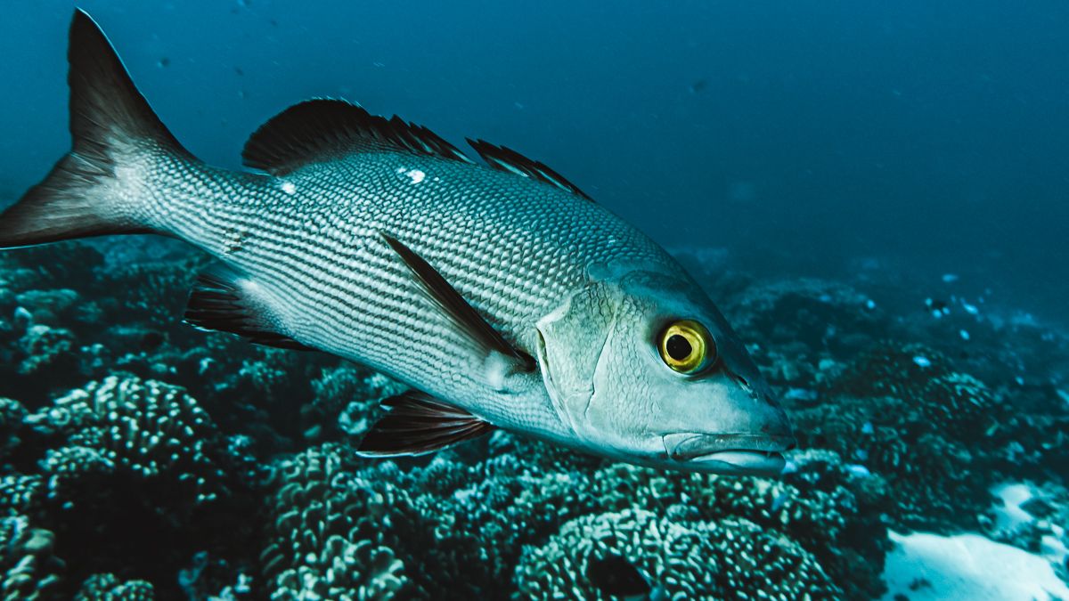 close up snapper while Diving in fakarava from Sailboat Curiosity