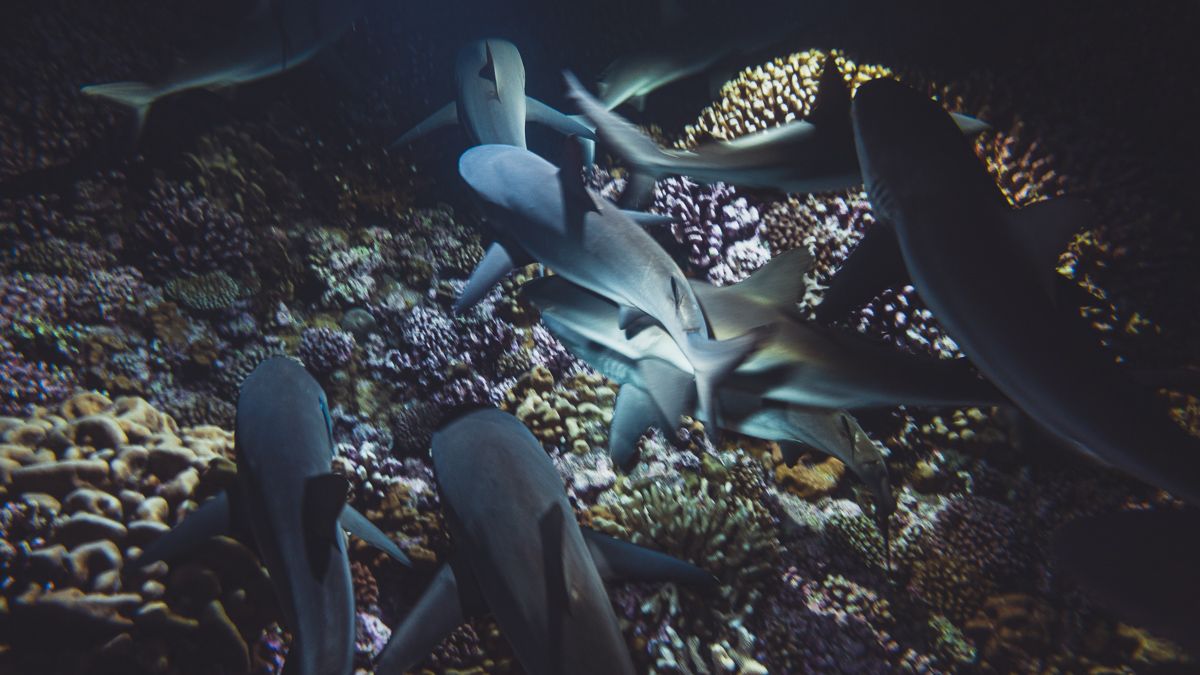 shark feeding frenzy night diving in Fakarava in the south pacific