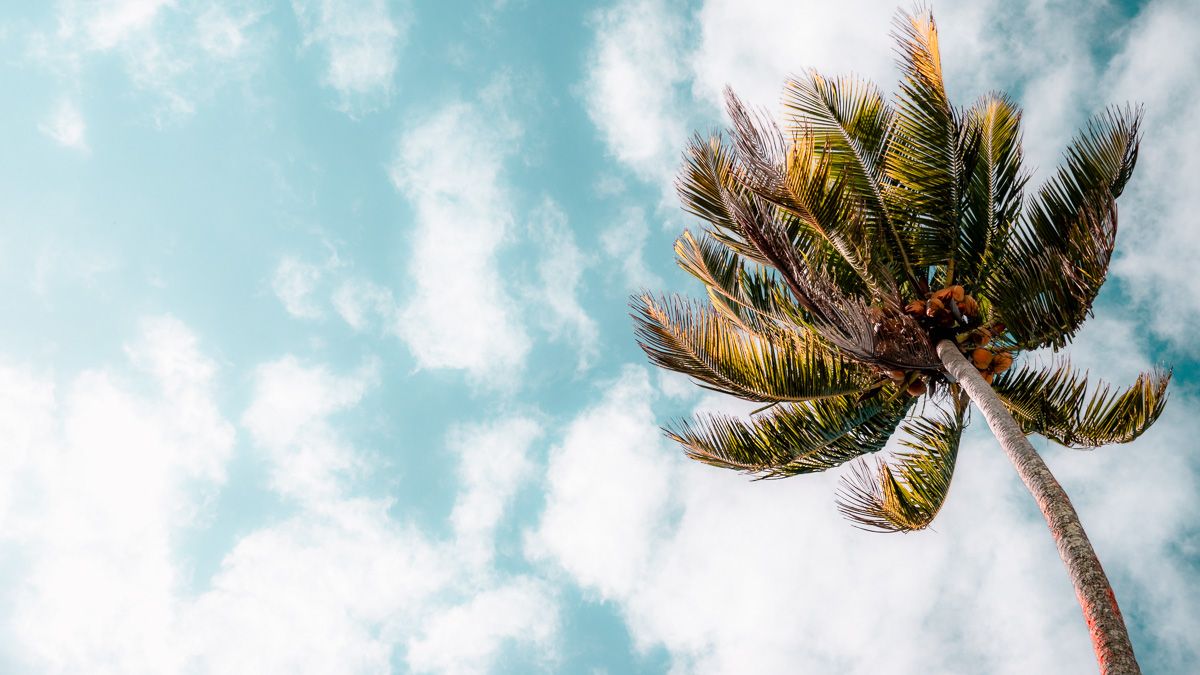 palm tree swaying against a blue sky