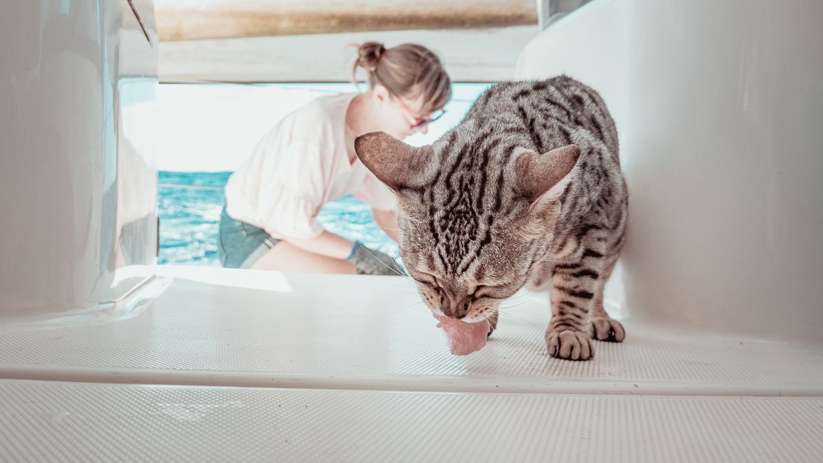 singa the sailing cat enjoying fresh tuna aboard sailing catamaran curiosity 