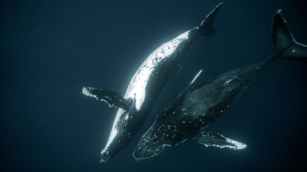 wynns swimming with whales in tonga