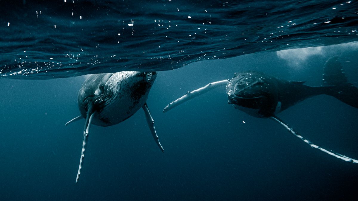 wynns swimming with whales in tonga