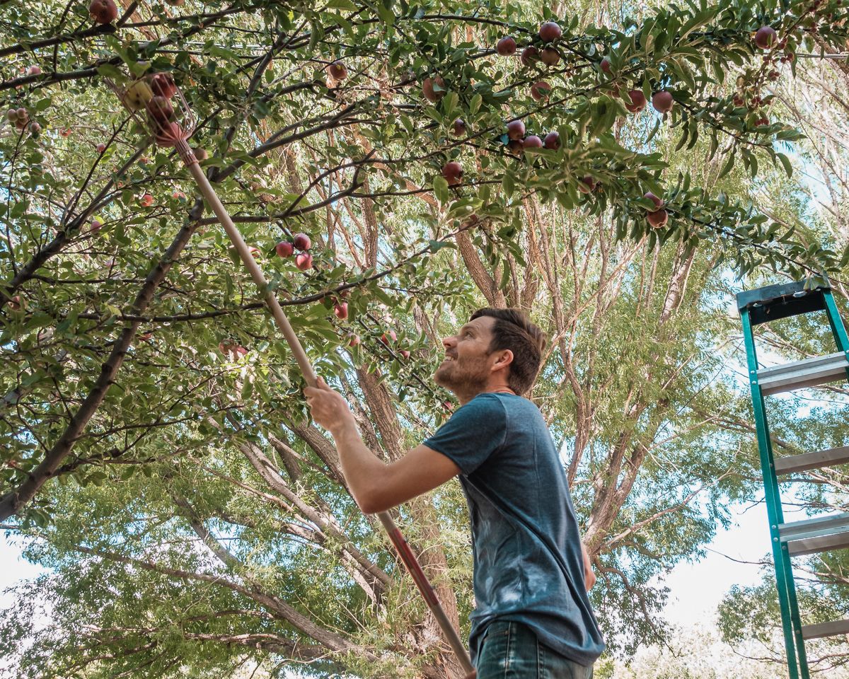 jason wynn picking apples