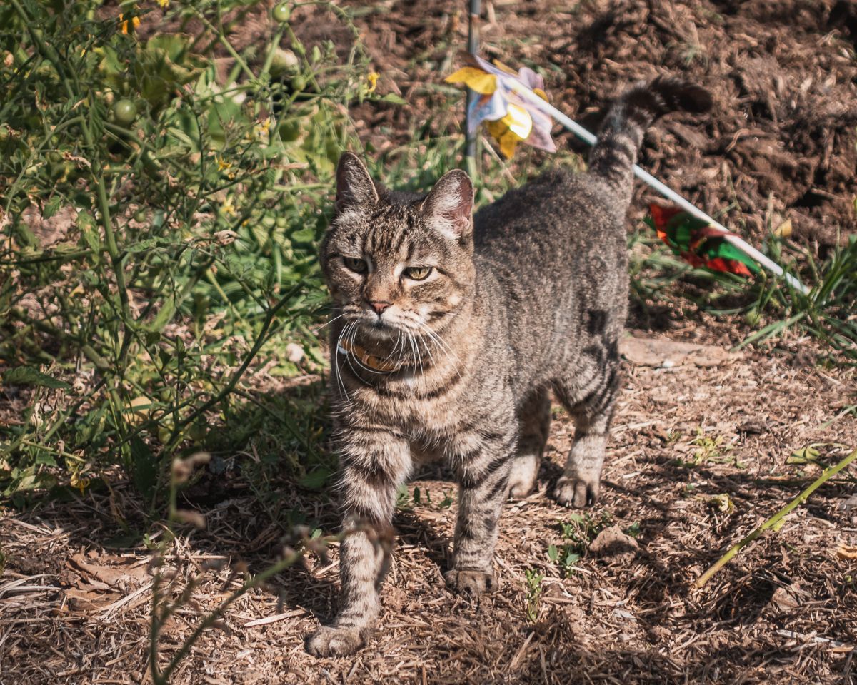 cleo the adventure cat