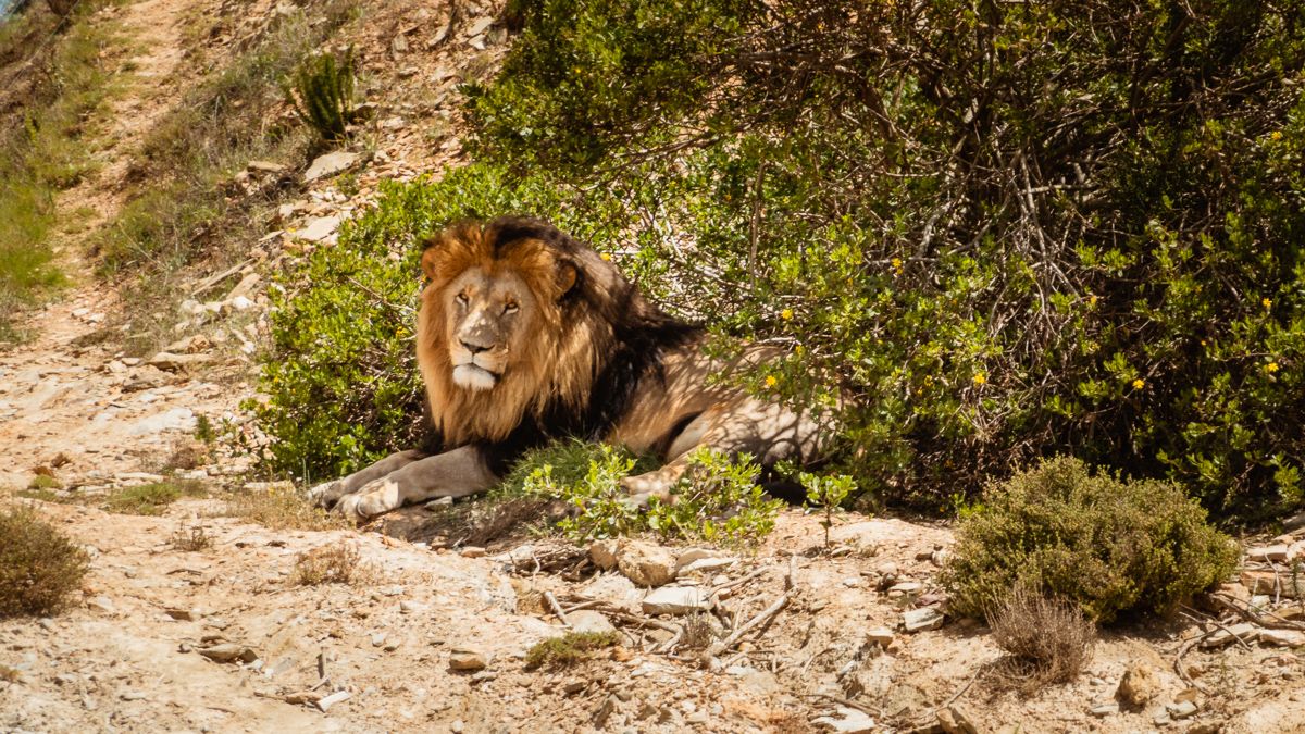 male lion at Botlierskop game safari south africa