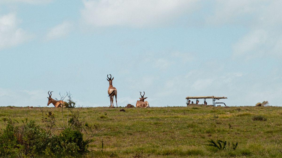 antelope and safari truck at Botlierskop game safari south africa