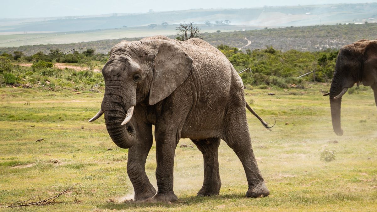 wild elephants at Botlierskop game safari south africa