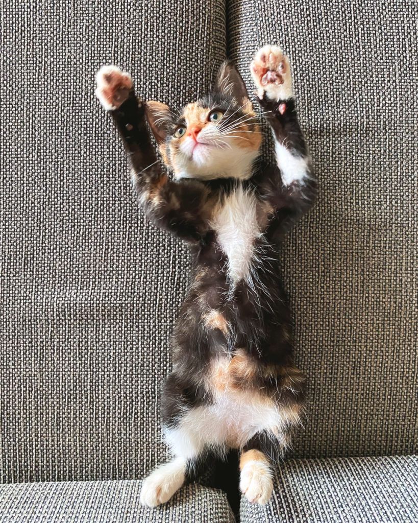 pip squeak the fiji rescue cat