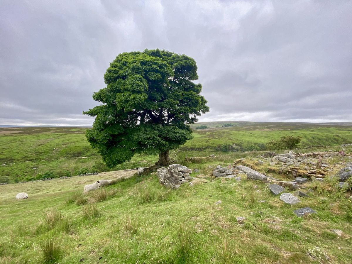 “Show us the evidence”: peat scientist challenges Calder Valley MP over Walshaw Moor wind farm