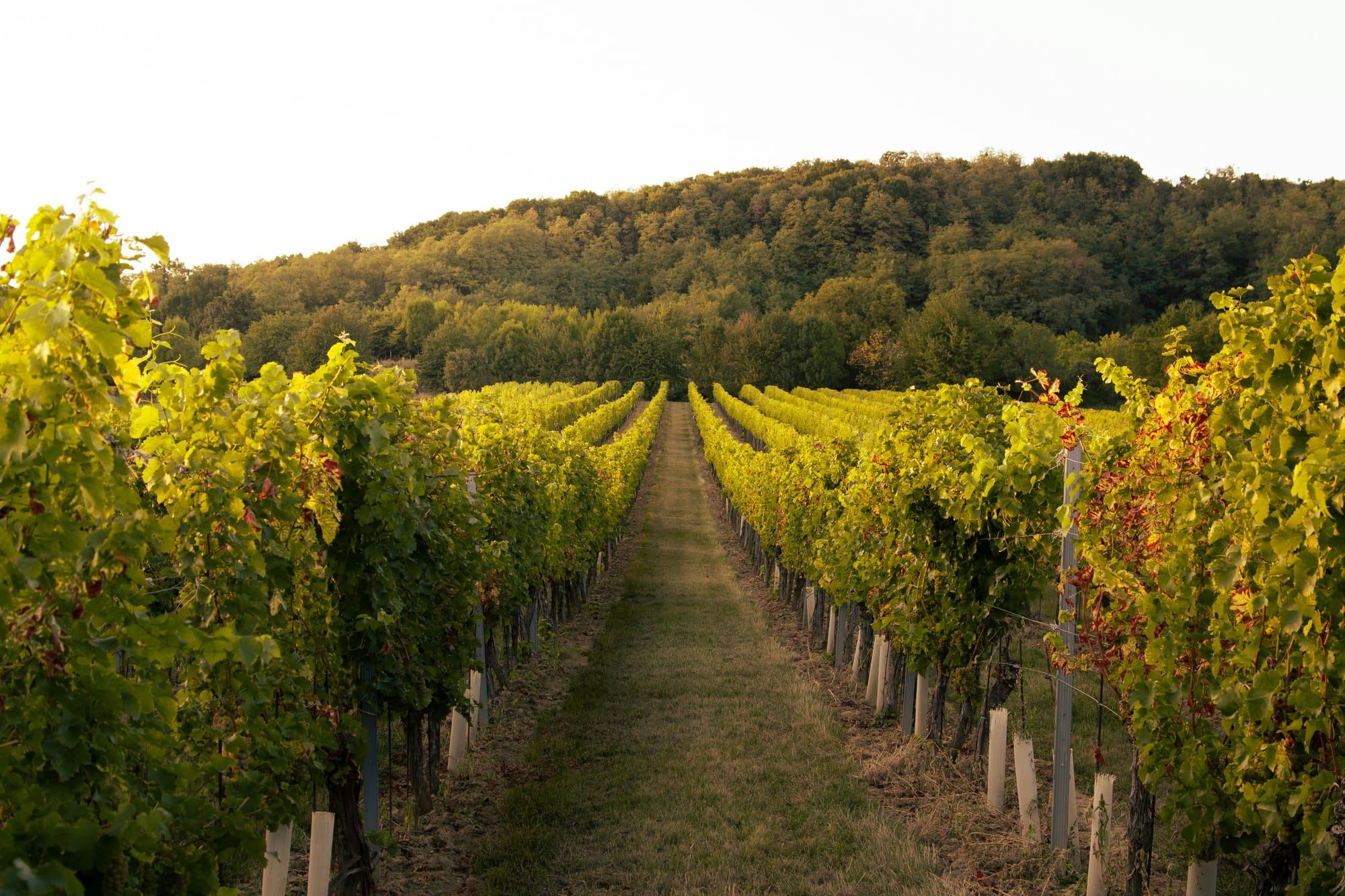 Wide view of a sunlit vineyard with green and golden leaves, symbolizing endurance, growth, and the long road of creation.