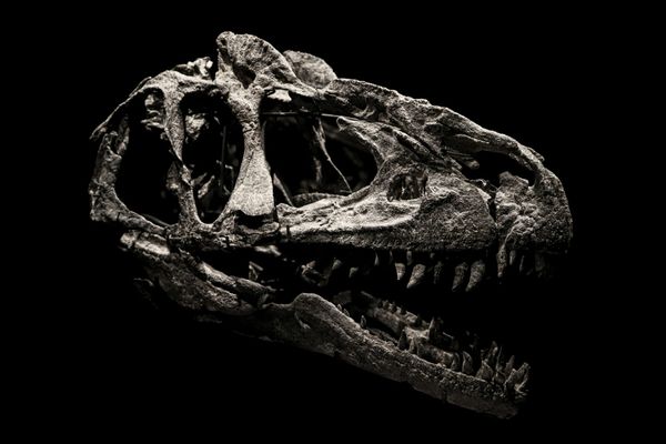 Tech Wealth is Fueling Record Prices—for Dinosaur Bones.