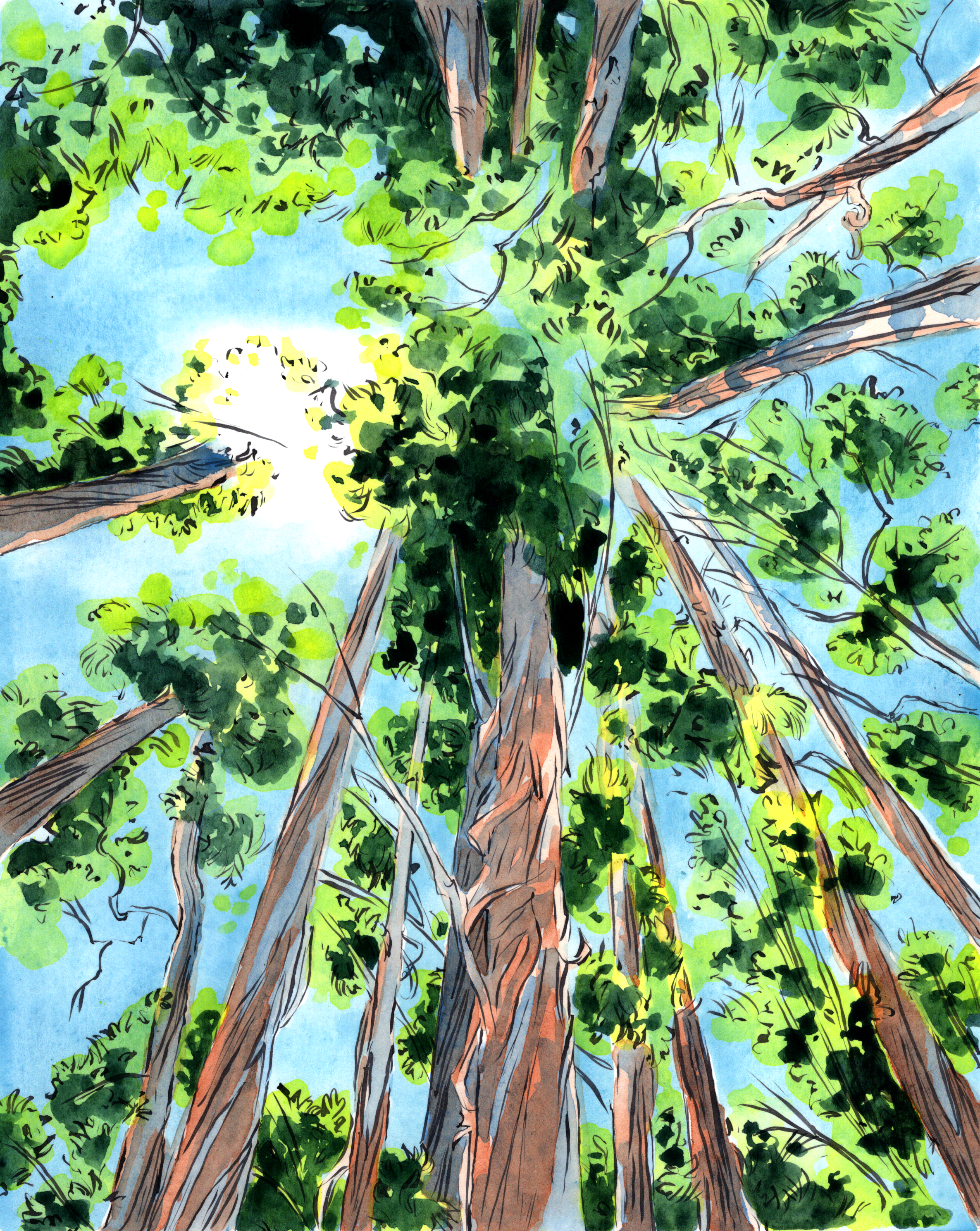 The full version of the image at top, with the trees converging on a blue sky with a bright white cloud overhead.