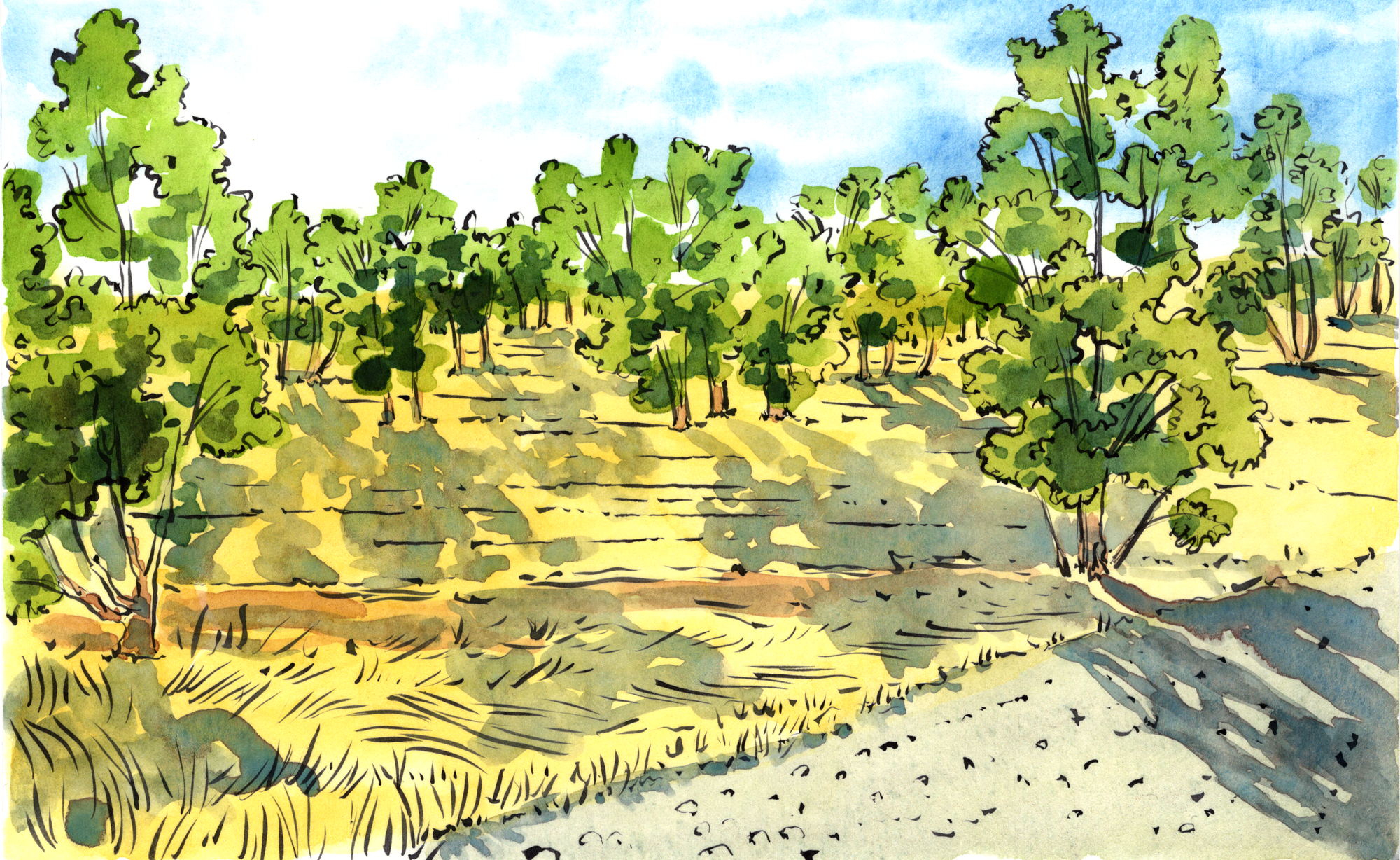 A very California scene, with the trees clustered together, throwing afternoon shadows over the yellowy grass and onto the road.