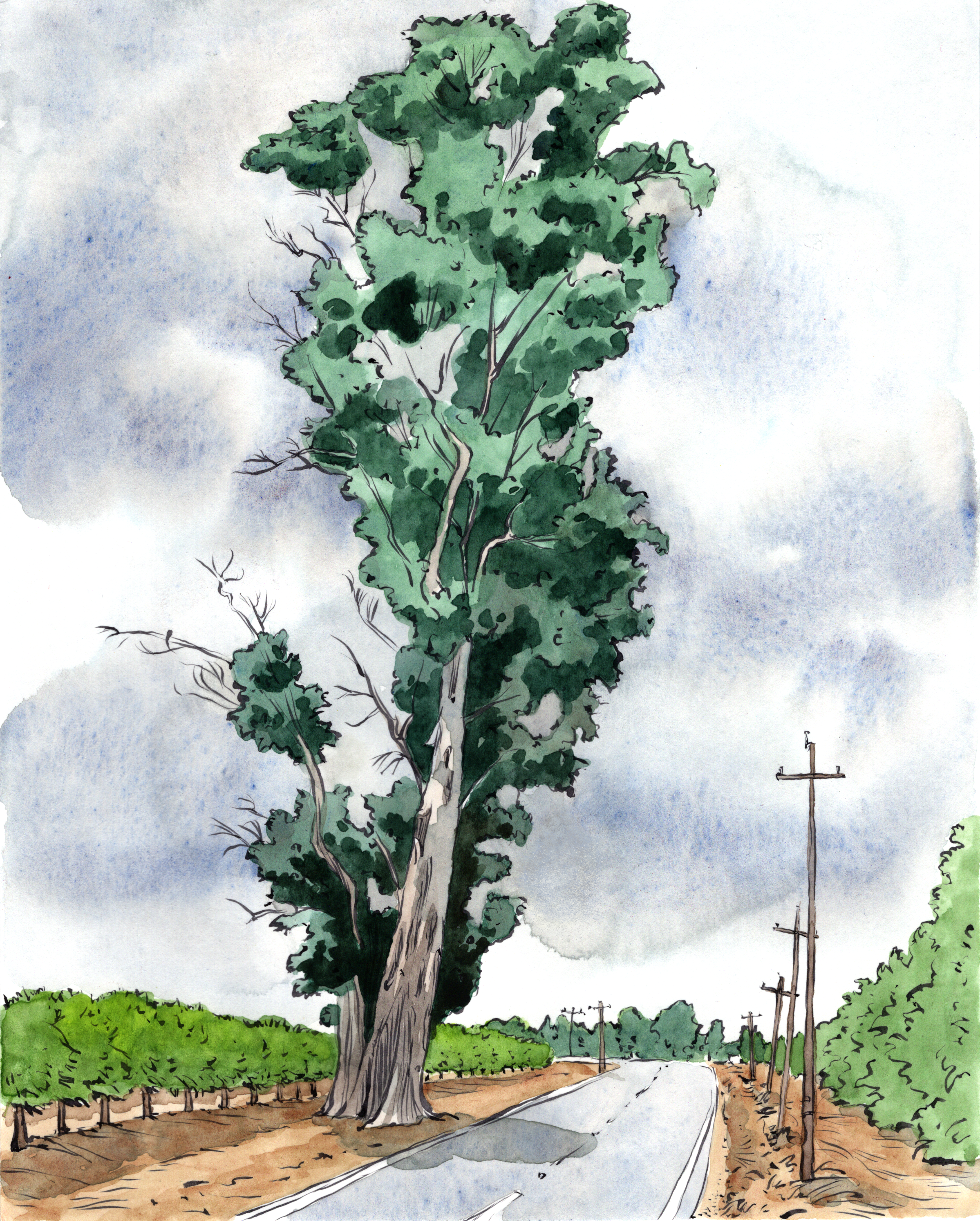 A roadside plantation on one side of a state highway and some power lines on the other, a grayish sky above.