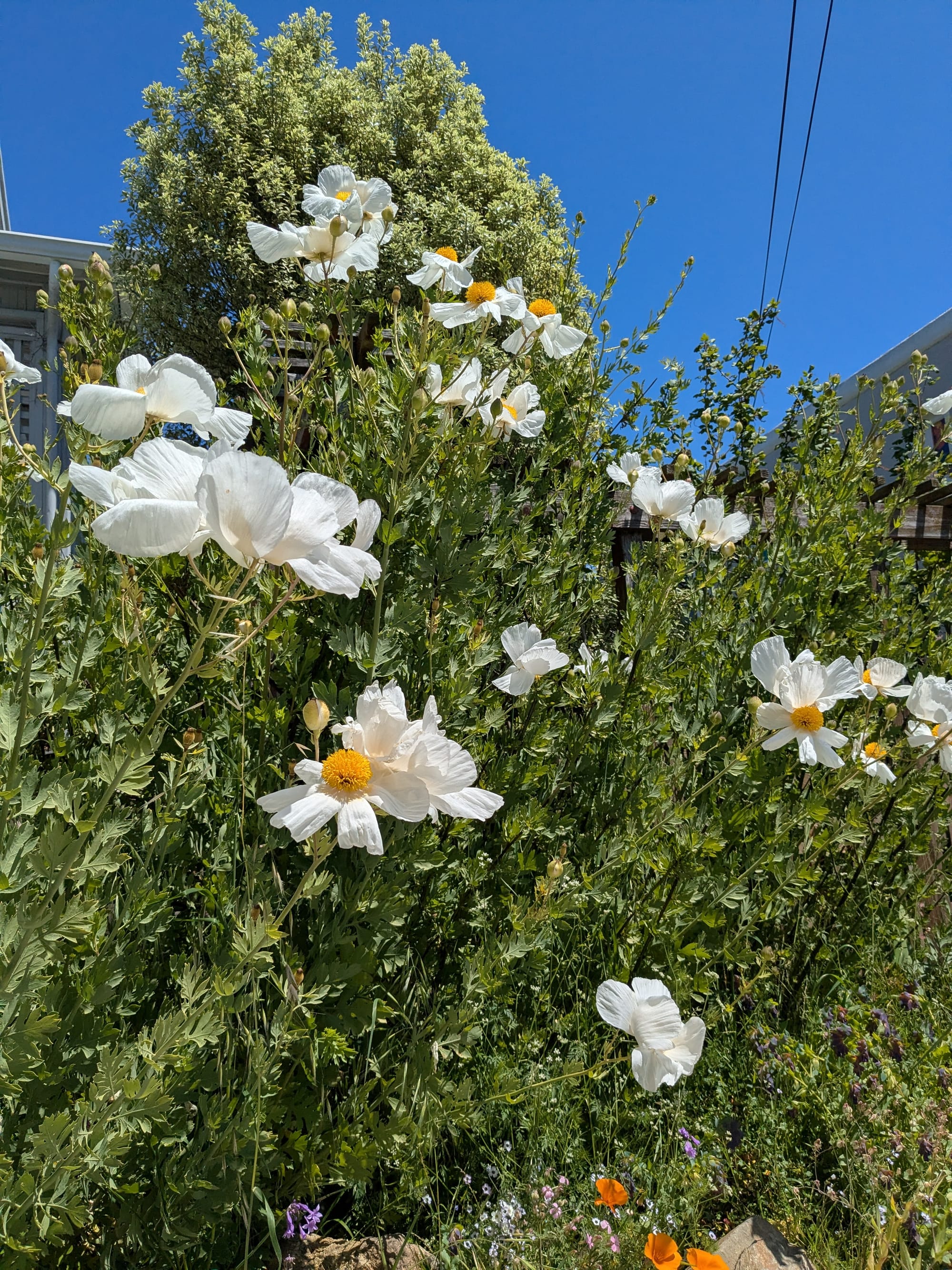 flowers on a bush