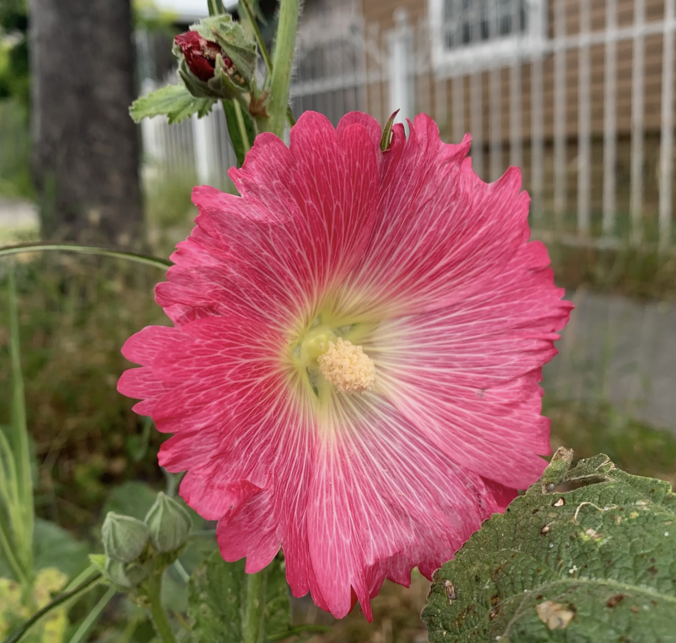 pink flower