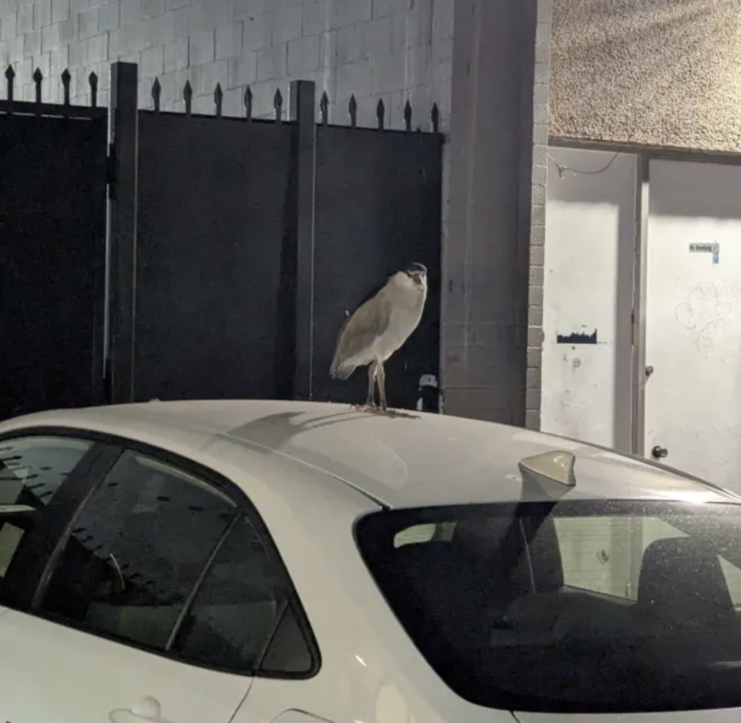 night heron on car