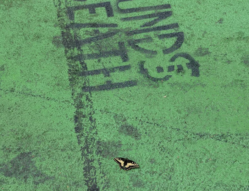 Butterfly on the green concrete, next to a truncated "FUNDS DEATH" painted inscription