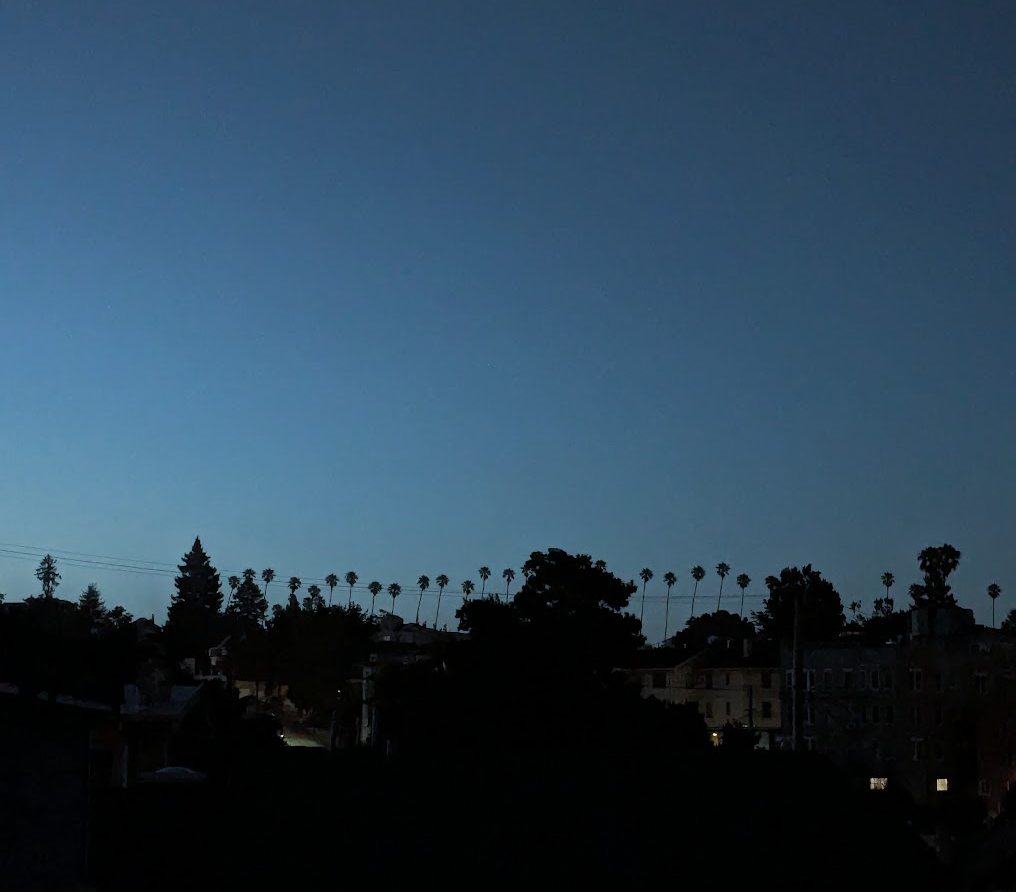 night-time palm tree heights