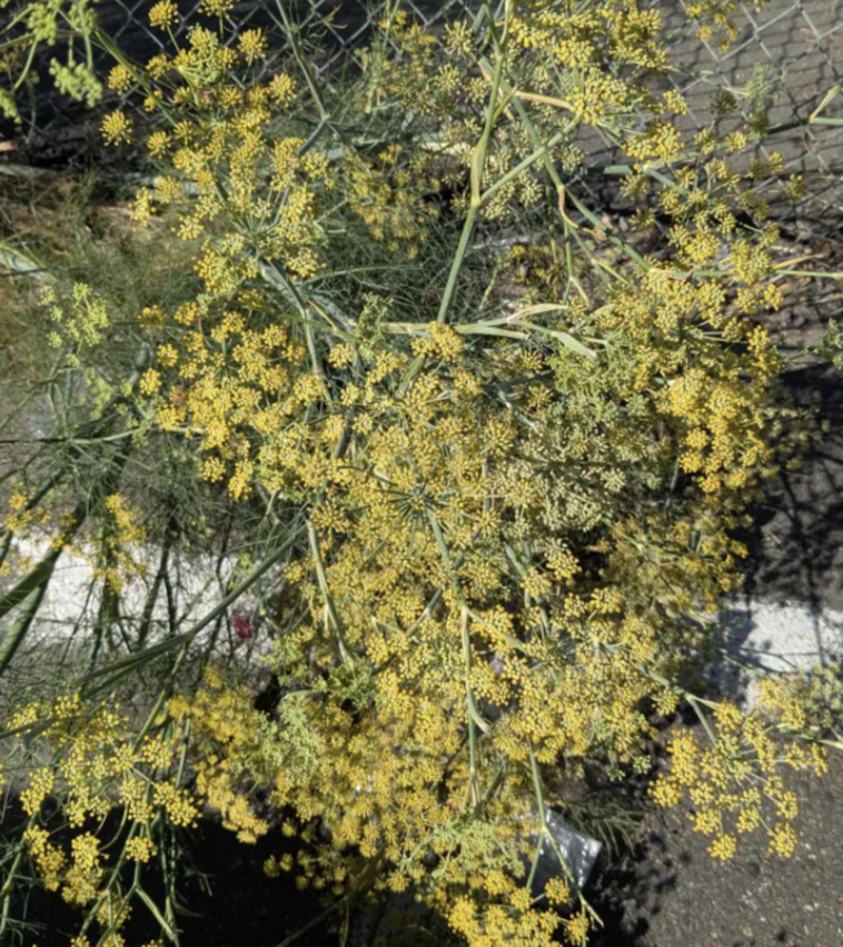 That yellow-flowered plant you see everywhere wherever industrial society has left liminal spaces of empty dirt in California