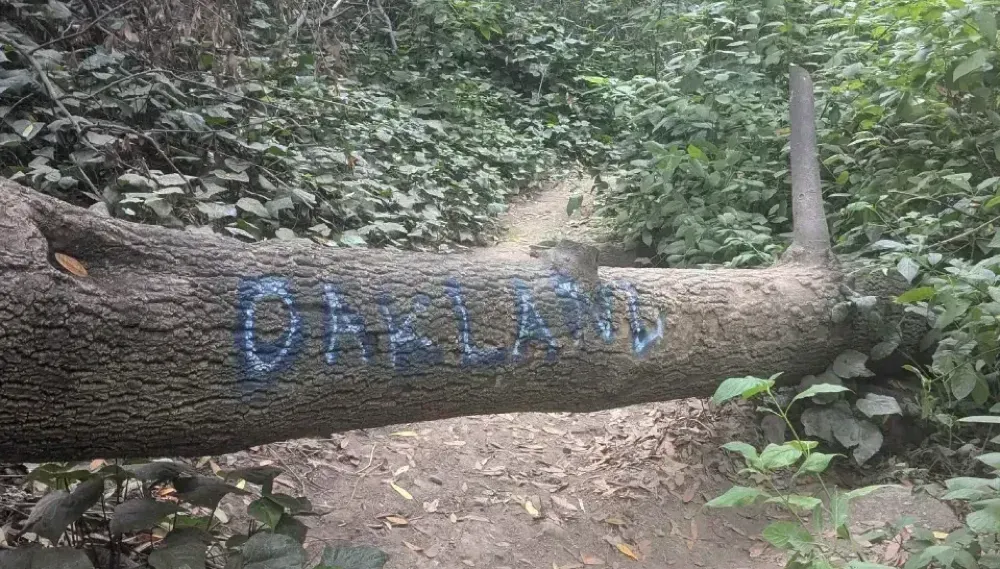 A felled tree, on which someone has written "OAKLAND" in white text with blue outline