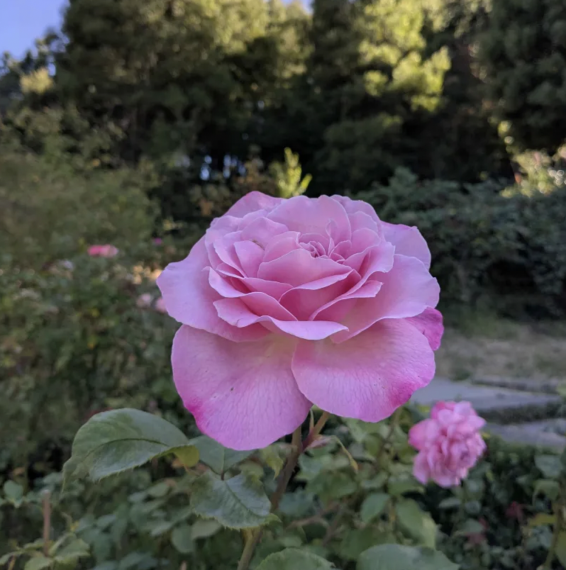 A pink rose.