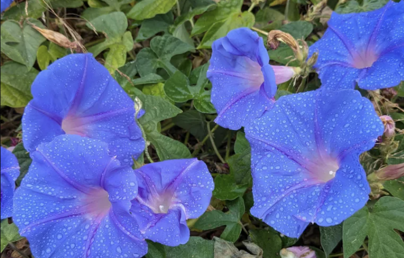Gorgeous purple flowers.