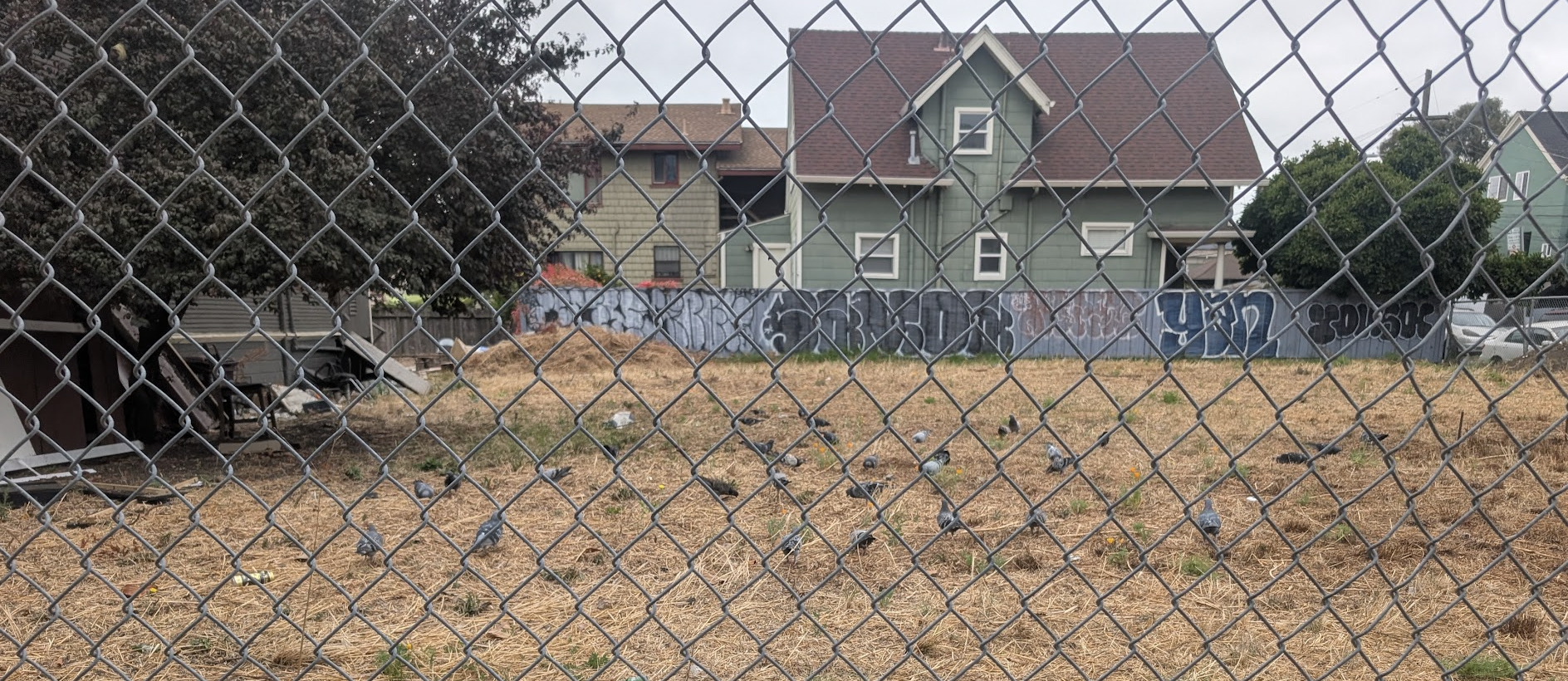 Birds in a vacant lot behind a barbed wire fence.
