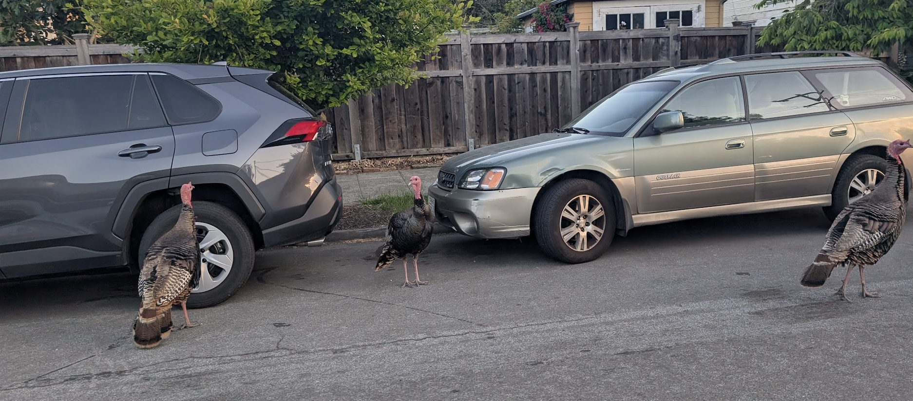 Three turkeys hanging out on the street.