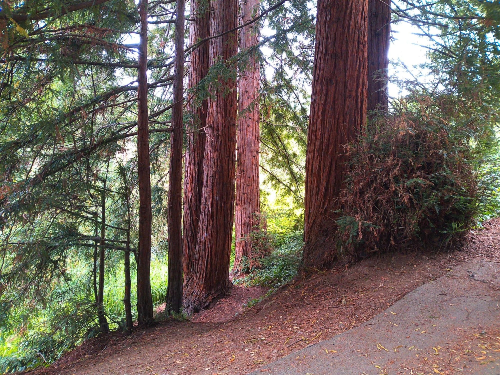A photo of a cluster of nice-looking redwoods on a slope.