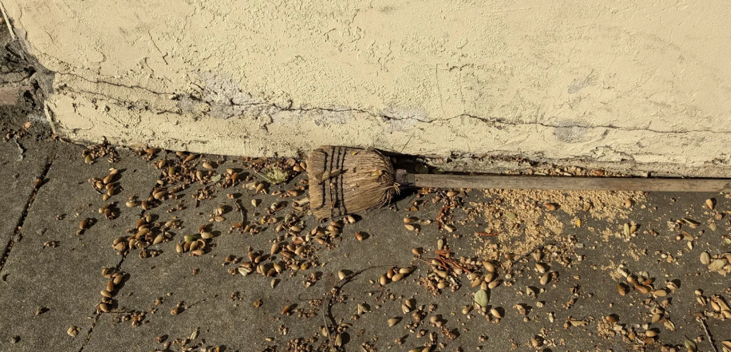 sweeping up acorns