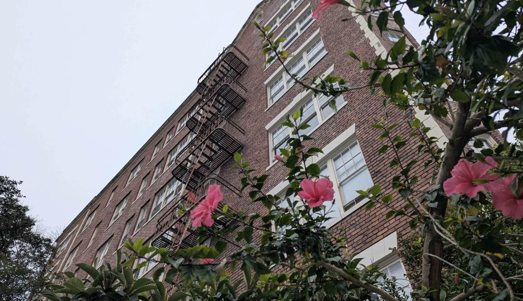 Looking up across blossomed trees at the side of a building.