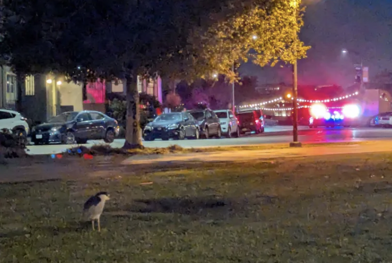 A night heron on the grass, near the lake, presumably.