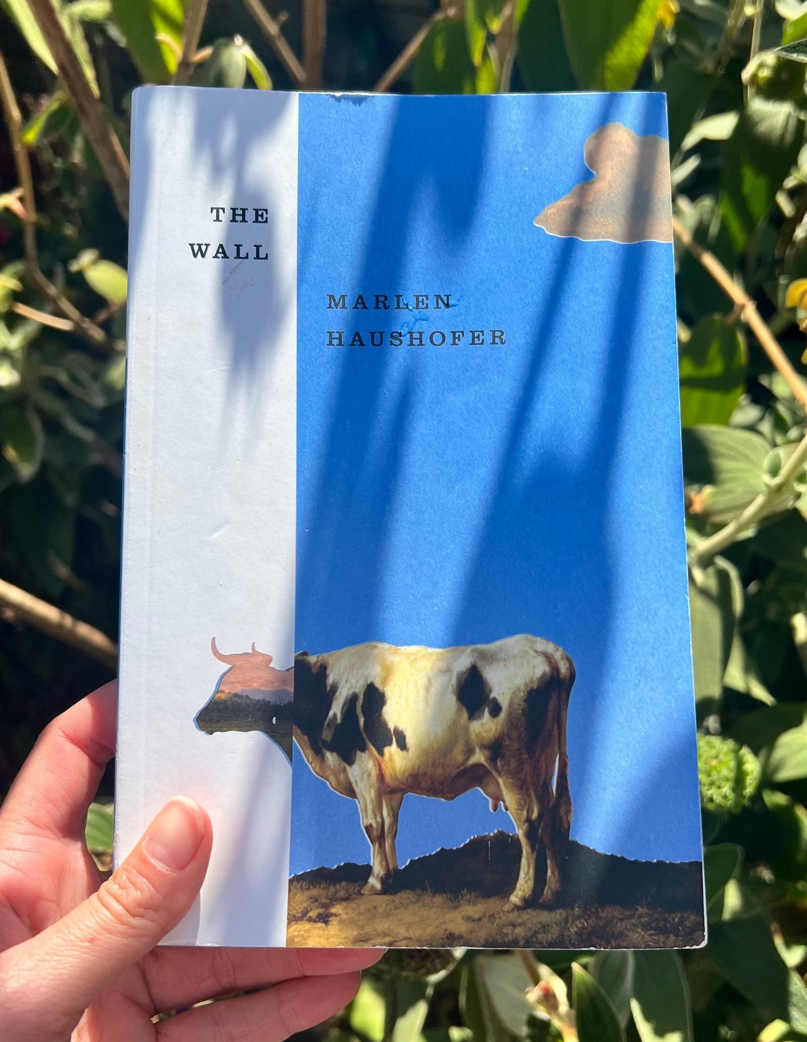 The author holding her copy of "The Wall." The cover shows a cow.