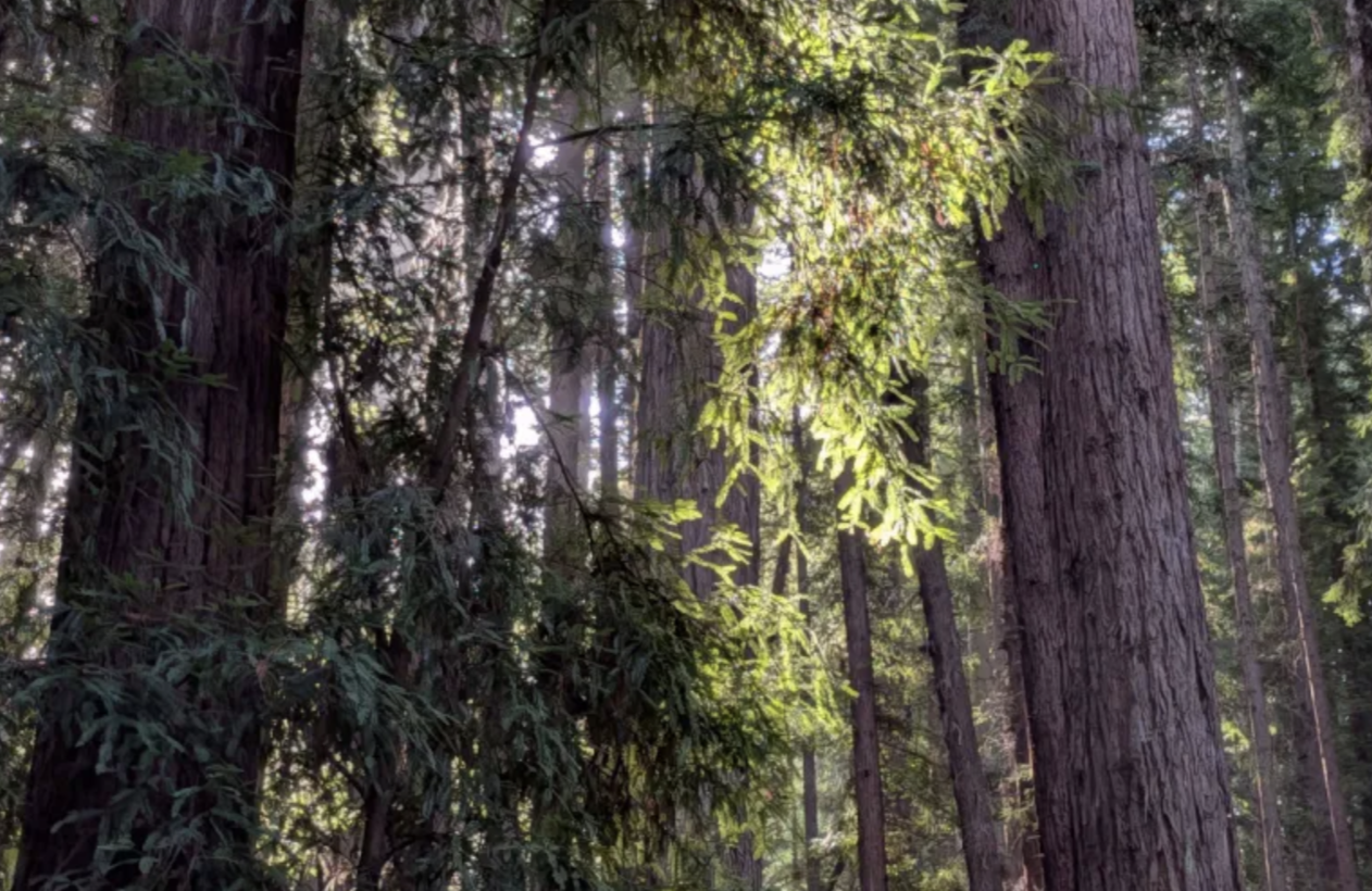 California redwoods, in sun.