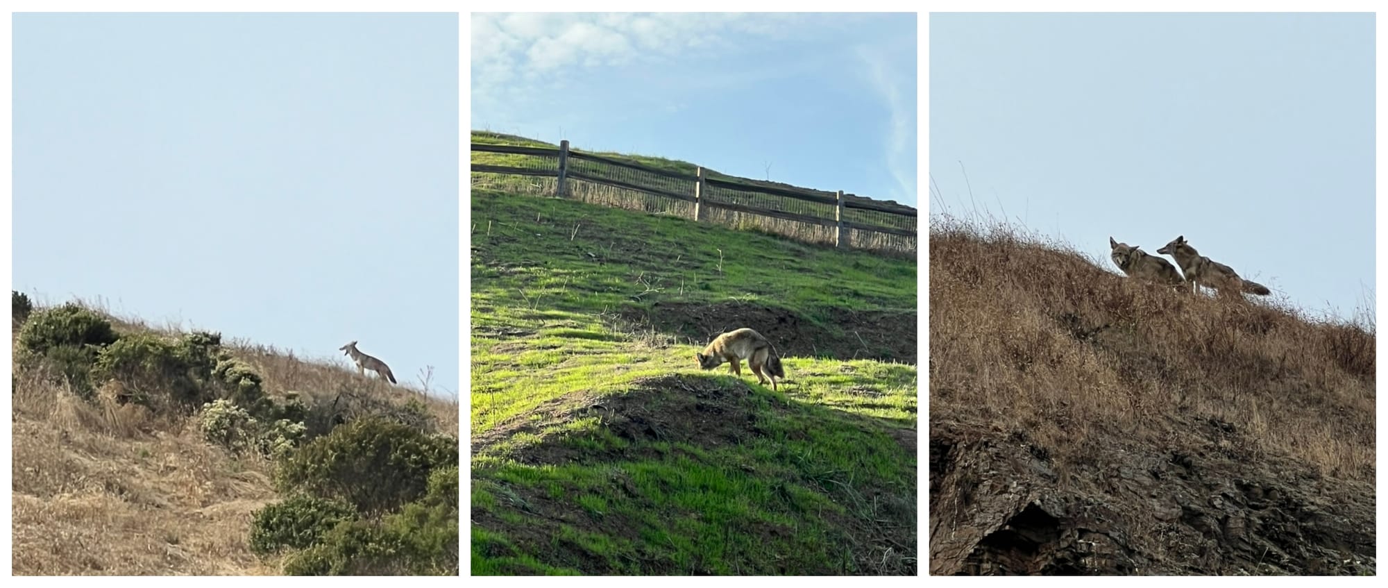 Another triptych showing coyotes in the hills.