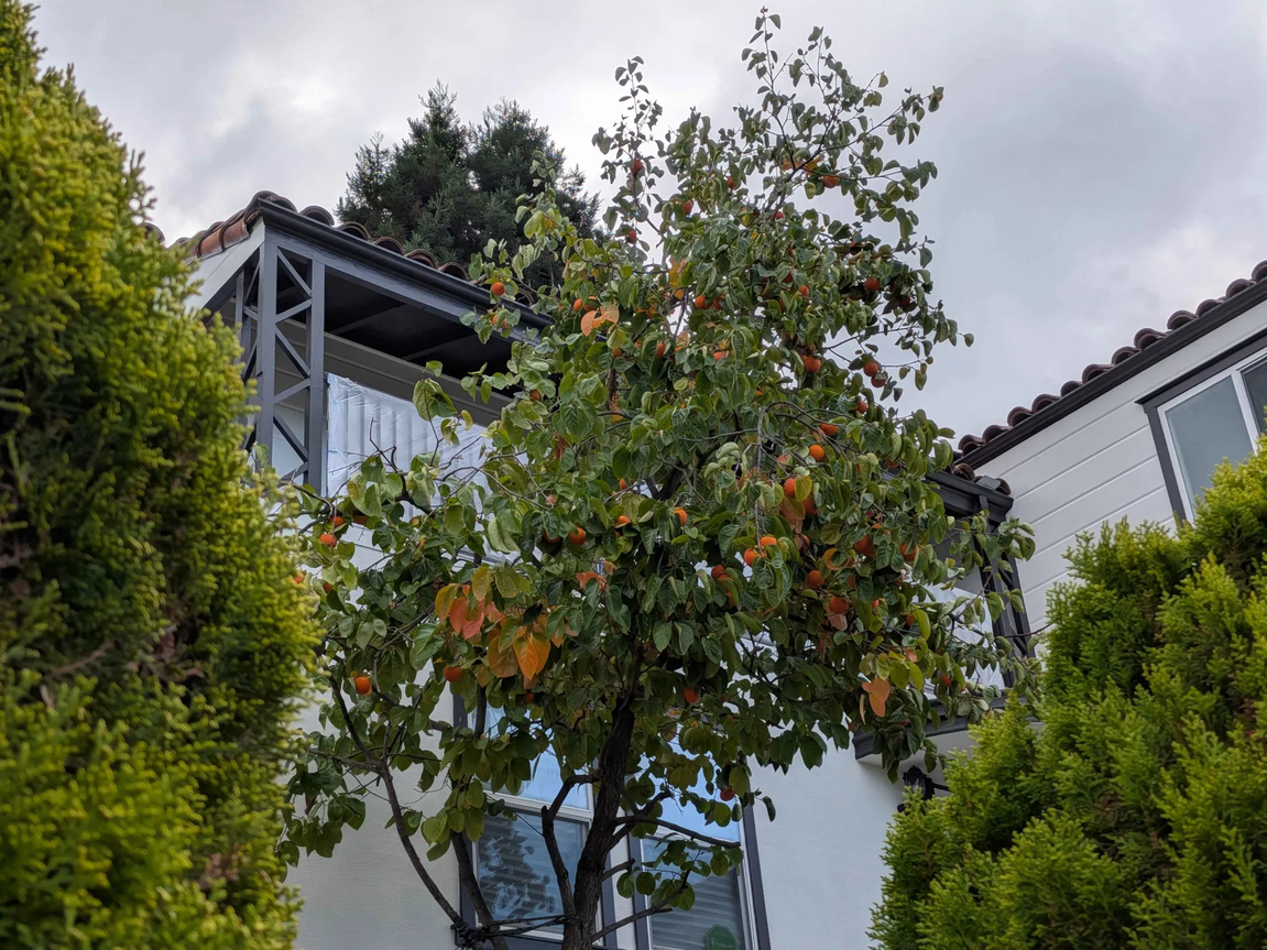 Some persimmons in a tree, with gray sky visible overhead.