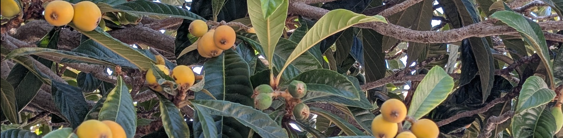 Oakland Review of Books calendar of (not just) literary events, May 27 – June 1