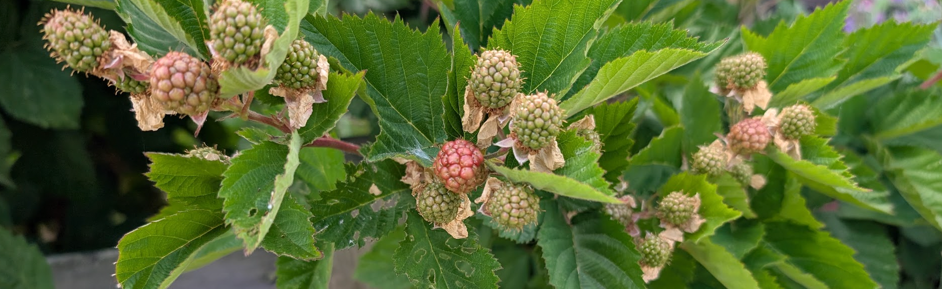 Oakland Review of Books calendar of (not just) literary events, June 10 – 15