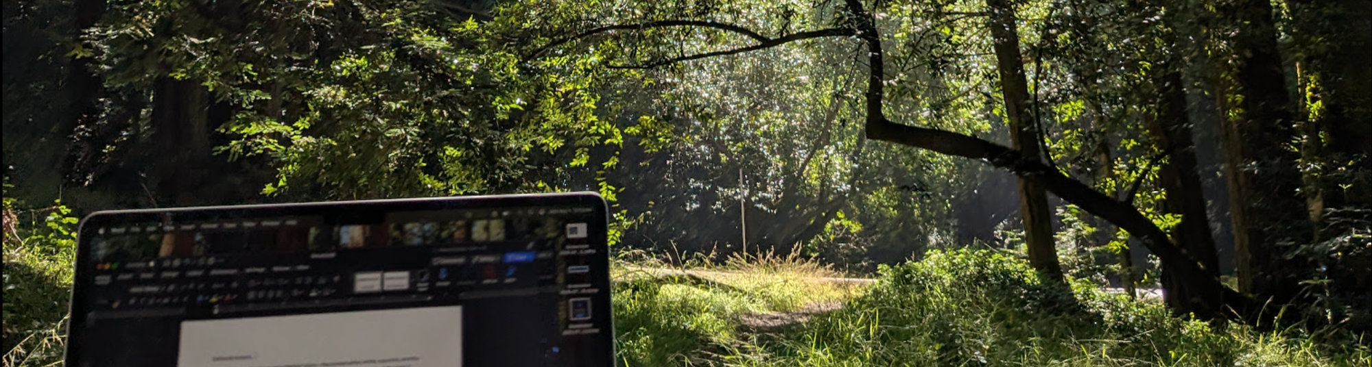 A Book in the Trees