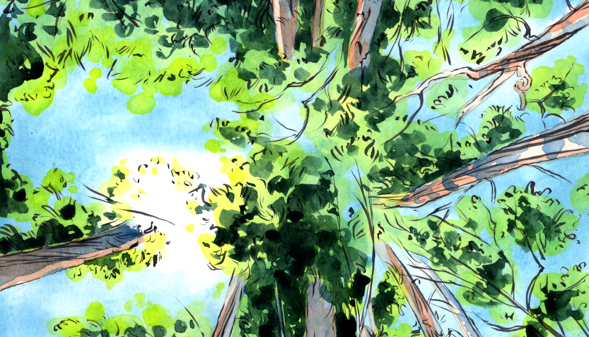 Treetops massing together, illustrated as if from below, with a blue sky behind them with a bright white cloud.
