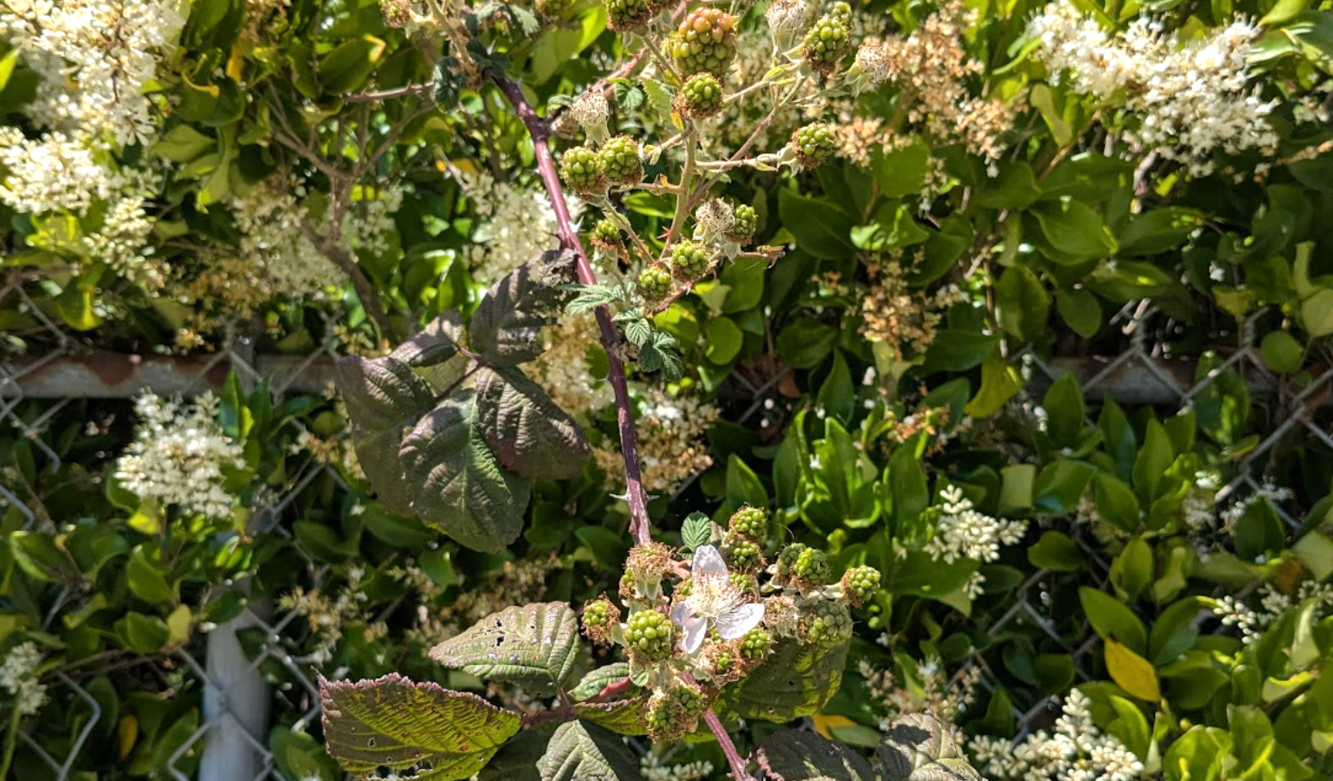 unripe blackberries