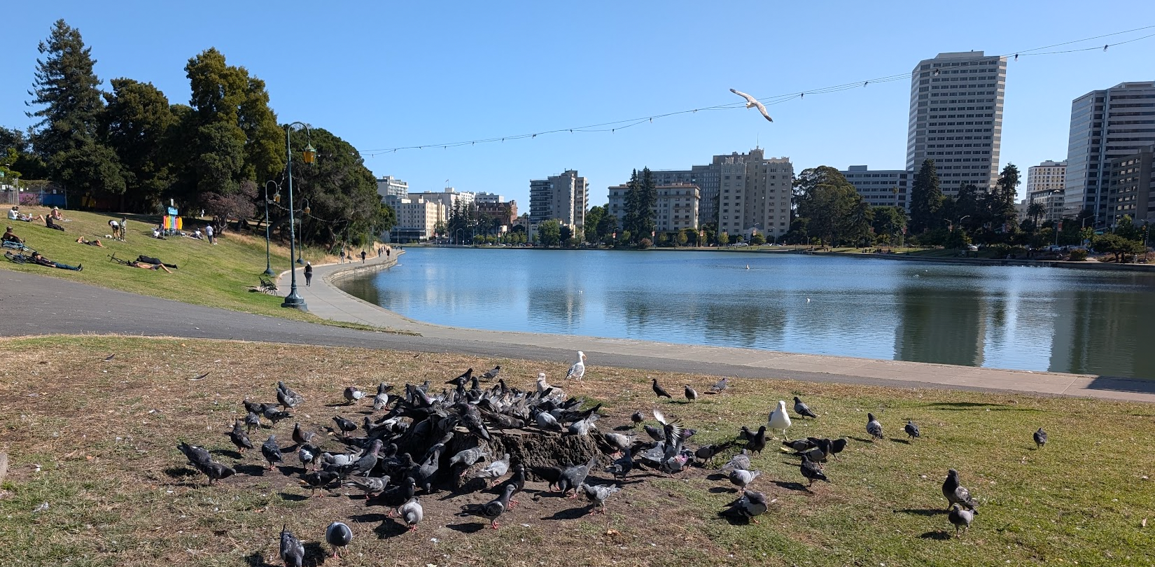 A flock of birds in the foreground with Lake Merritt in the background.