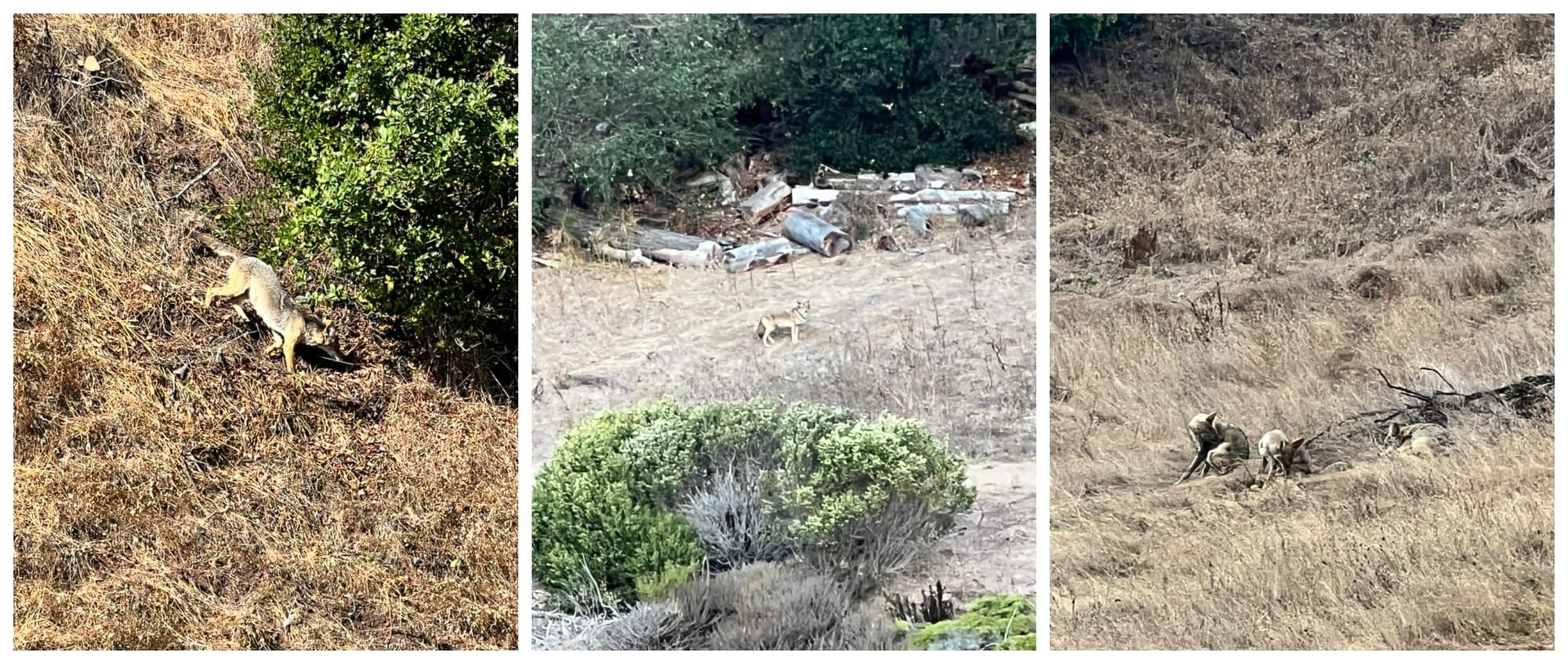 A triptych of photos showing coyotes in the dun-colored hills of Northern California.
