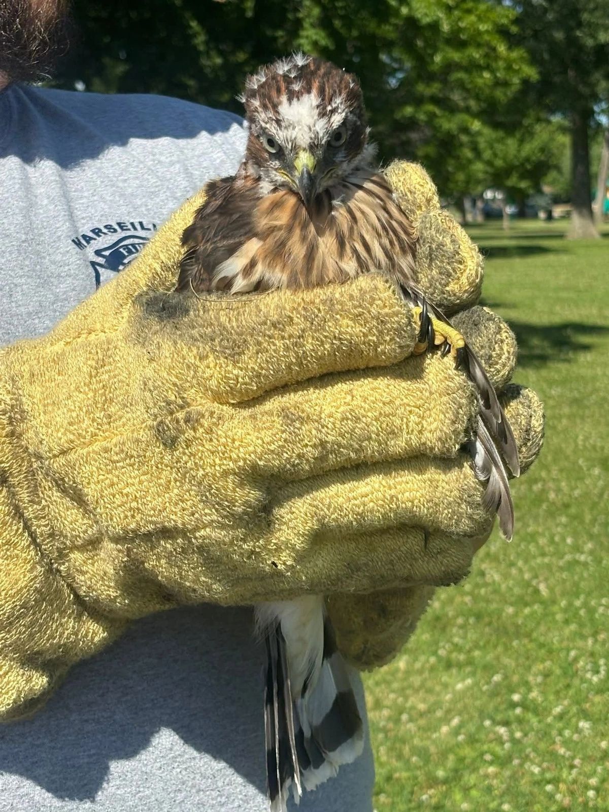 A Young Raptor’s Lesson in Streator City Park