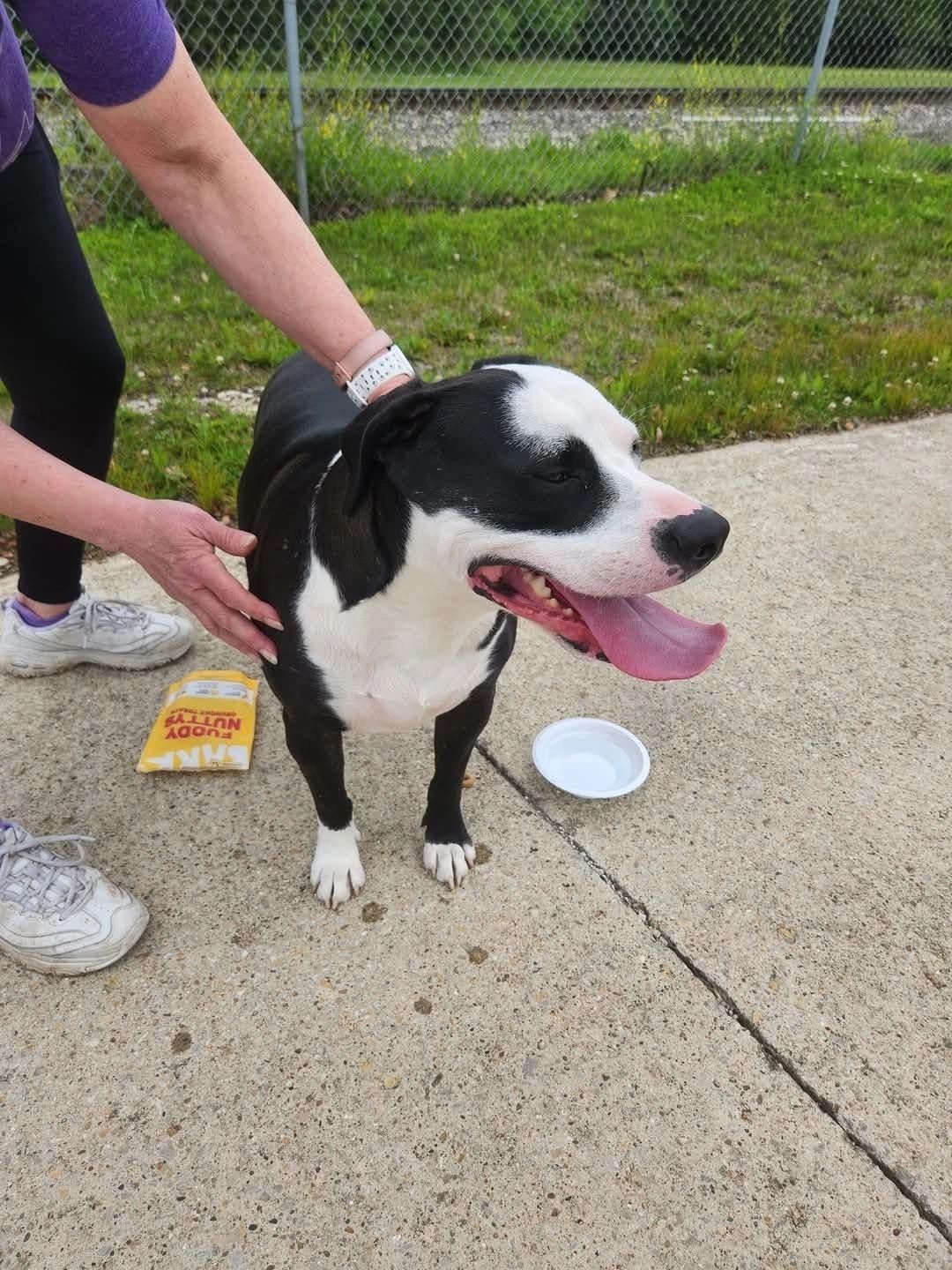 Update: Rogue Dog Detained at Streator Unlimited
