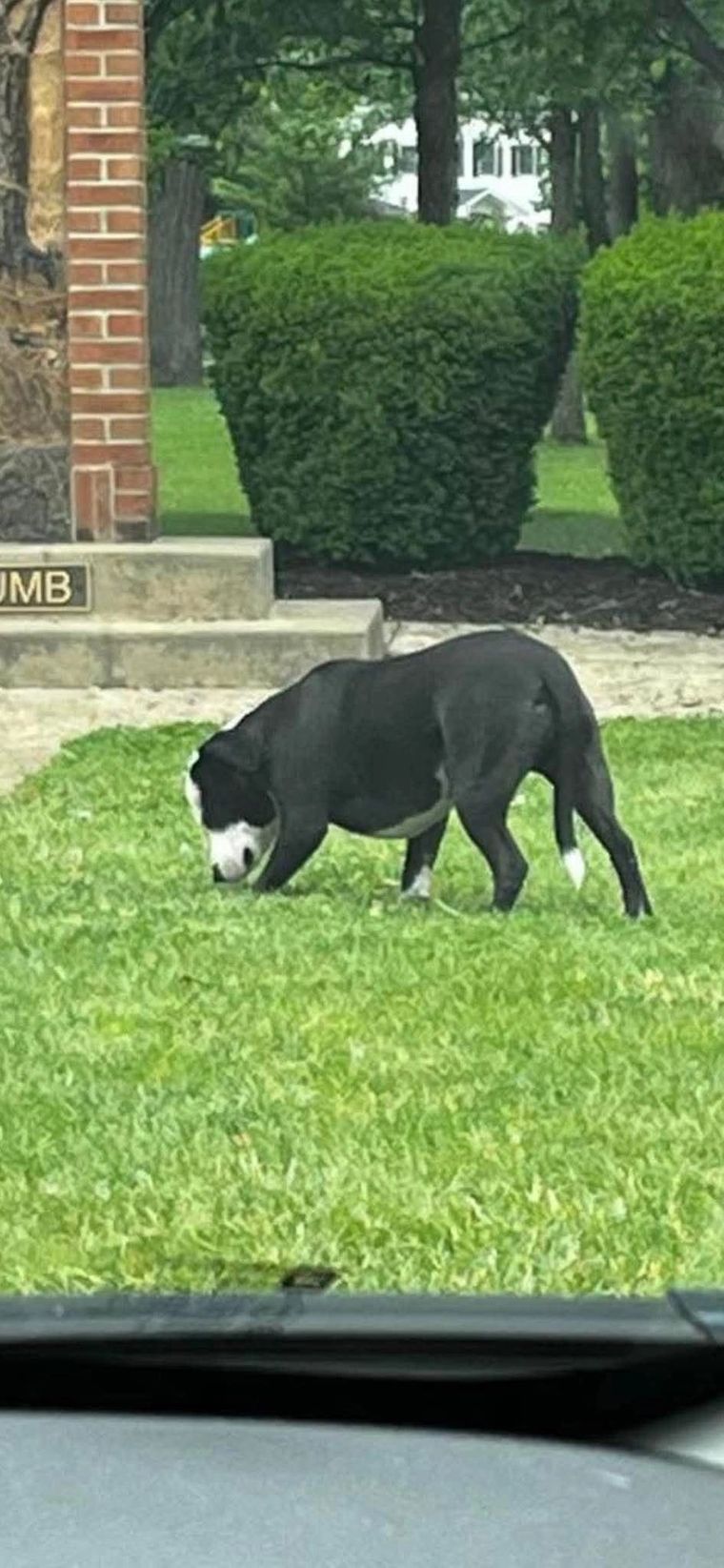 Vested Dog on the Run – Last Seen Near City Park