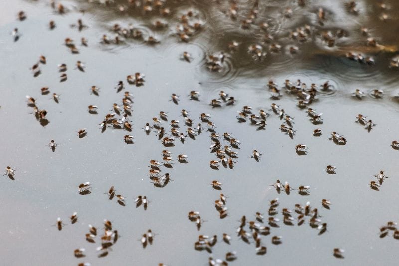FILE PHOTO: Mosquitoes are seen on top of the logged water at the Suhrawardy Udyan park, as number of dengue infected patients increase, in Dhaka